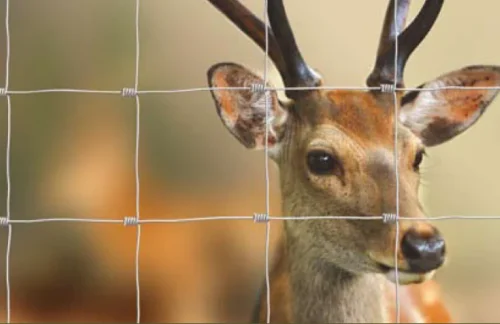 Punottu eläinverkko 2m×25m – Ø1,9mm sinkitty verkko